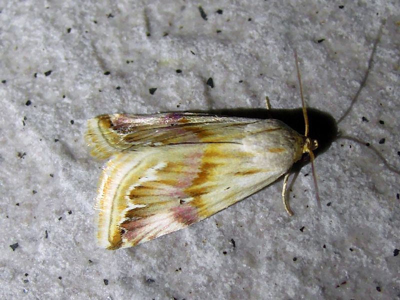 Eublemma ostrina (Erebidae)